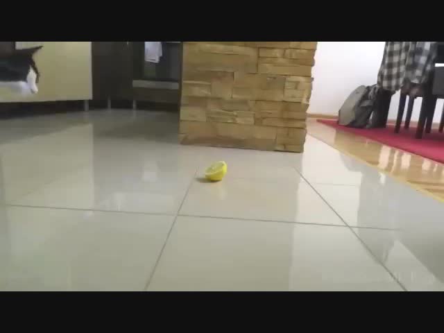 Реакция кота на лимон