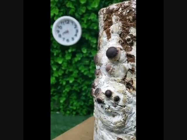 Как растут грибы 