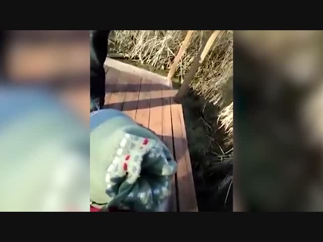 Смелый прыжок в болото