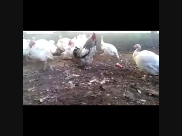 Не трогай мой гарем!