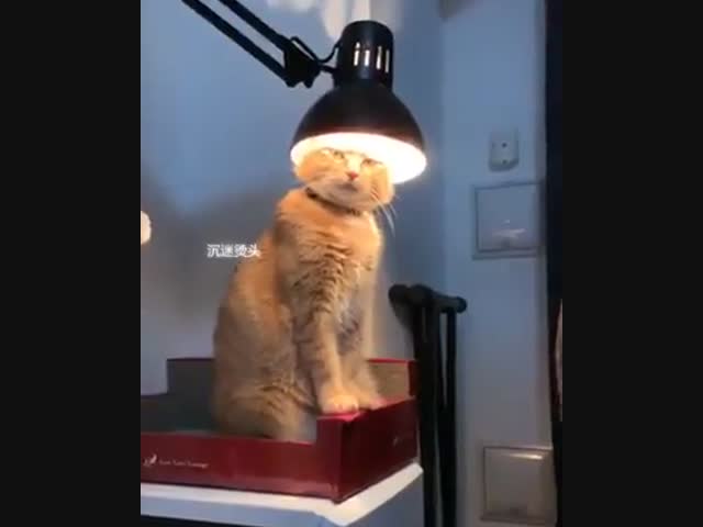 Кошачий бог