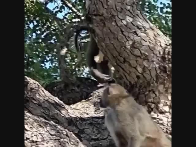 Самец бабуина украл львёнка и ухаживает за ним
