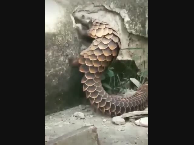 Панголин за работой