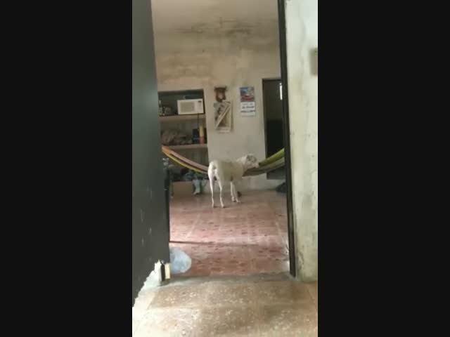 Пёс решил отдохнуть в гамаке