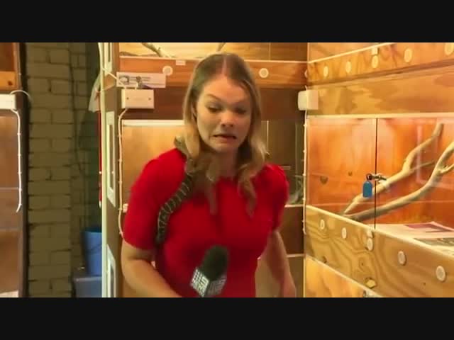 Змея дважды укусила микрофон австралийской журналистки