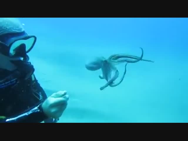 Подводная собачка