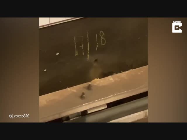 Отчаянные попытки мыши протащить еду в нору.