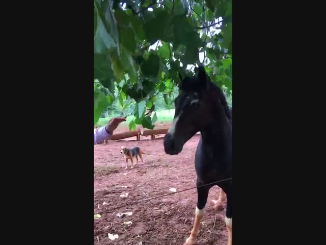 Злая лошадка