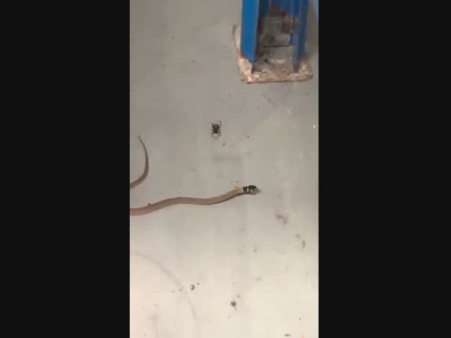 Паук поймал змею