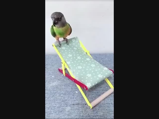 Дрессированный попугай