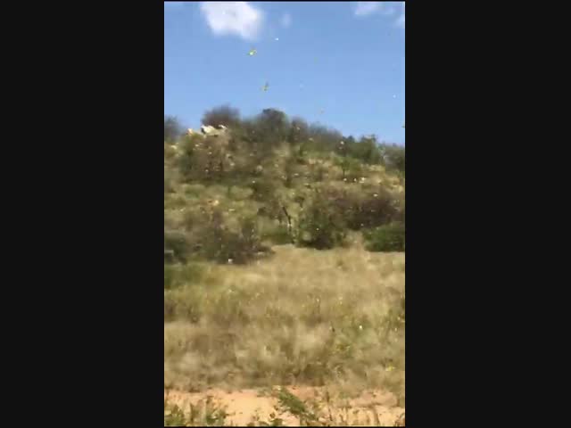 Крупнейшее за 25 лет нашествие саранчи в Африке