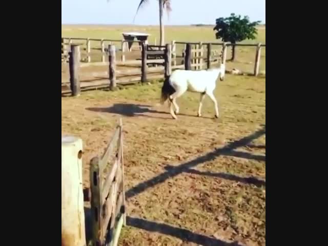 Петух-самоубийца