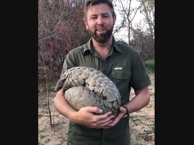 Броненосец стесняется камеры