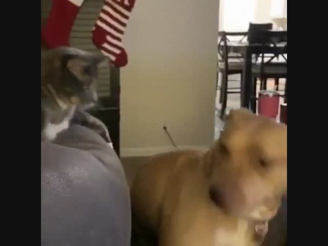 Подчиняй, доминируй!