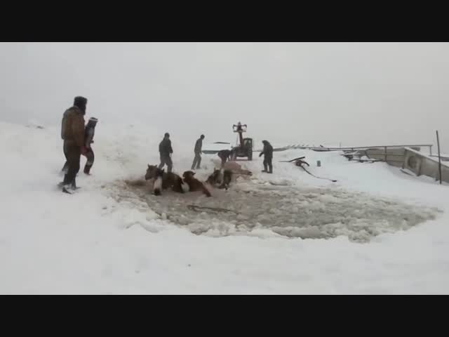 Спасение лошадей в Башкирии