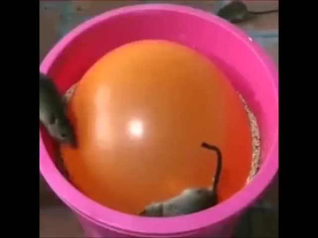 Мышеловка своими руками