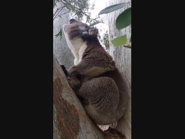 Коала поперхнулся