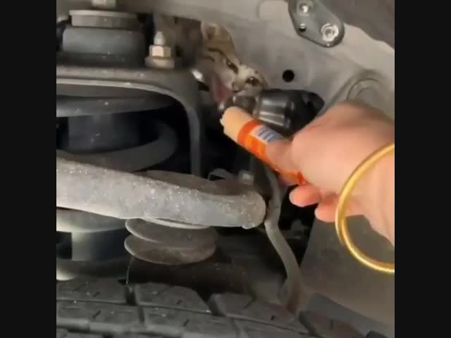 Спасение котёнка из-под капота машины
