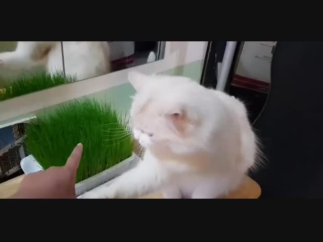 Руки прочь от моей травы