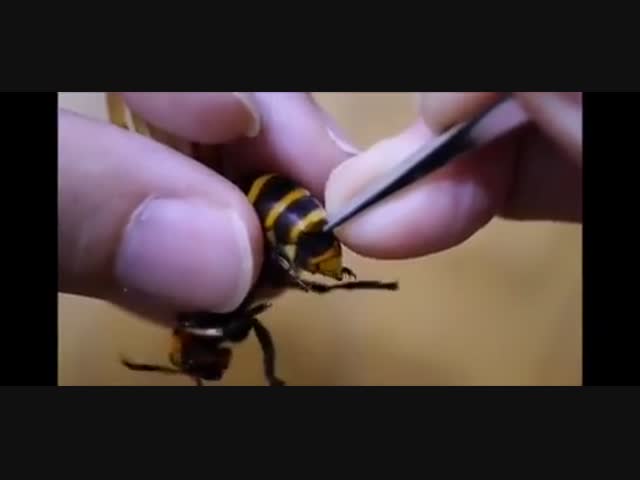 Оказывается, в осах живут паразиты