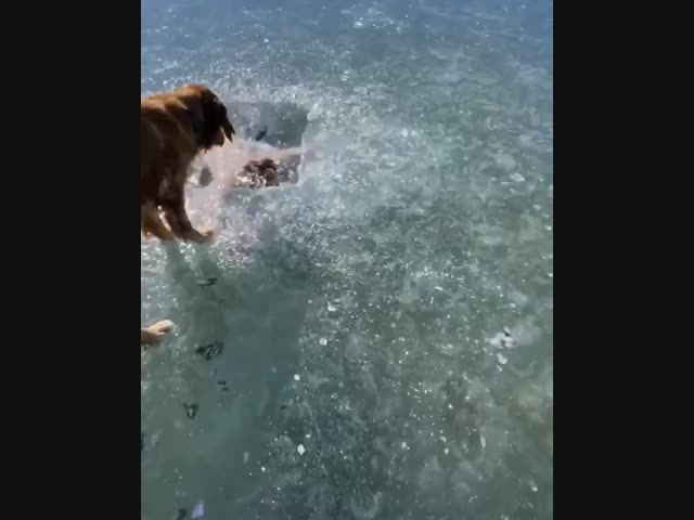 Смотрите осторожно, видео может вызвать паническую атаку