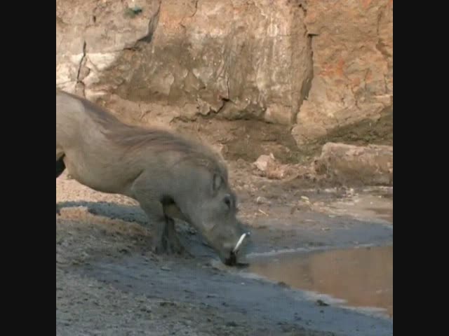 Сегодня Пумбе повезло