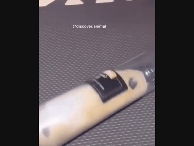 Жидкий хомяк