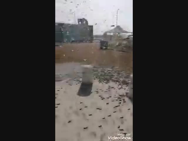 Полчища саранчи продолжают атаковать регион Персидского залива на Ближнем Востоке