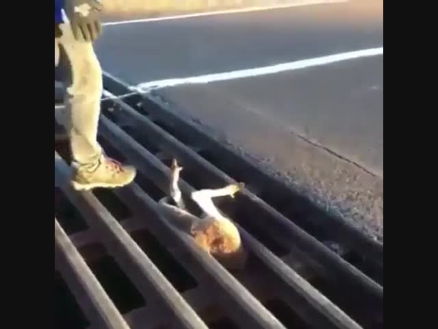 спасение неведомой зверушки