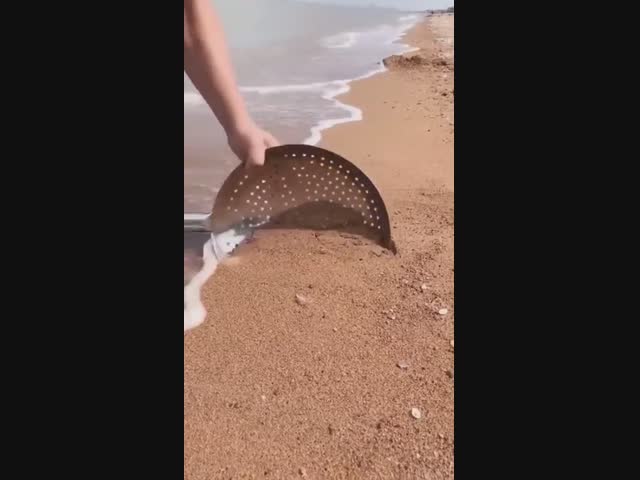 Посмотрите, кто живёт в песке