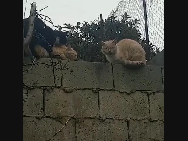 1 марта - Всемирный день котов.