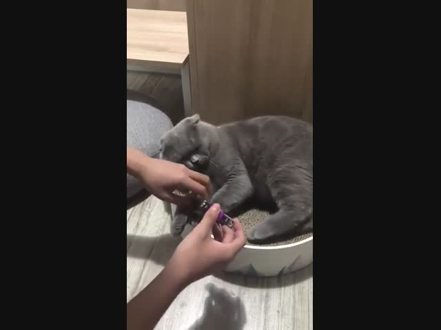 Как постричь когти коту