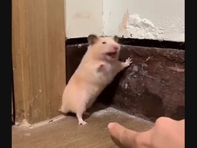 Испуганный хомяк