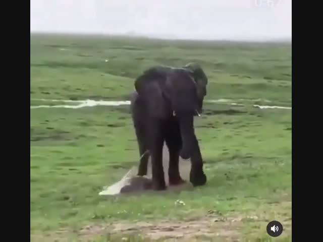 Слоновьи роды