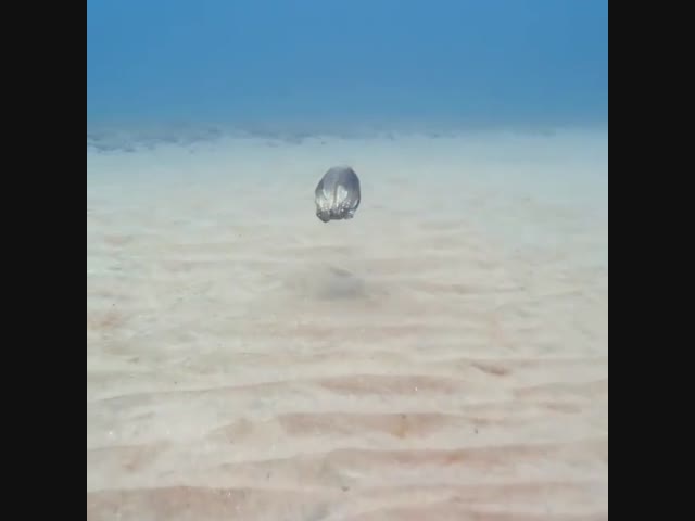 Осьминог переходит в режим невидимости