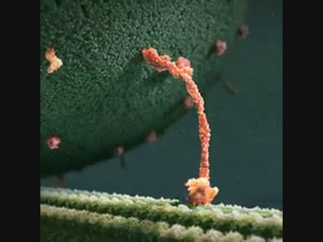 Шагающая молекула счастья