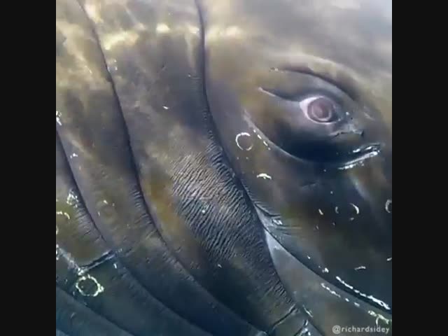 Горбатый кит с очень близкого расстояния