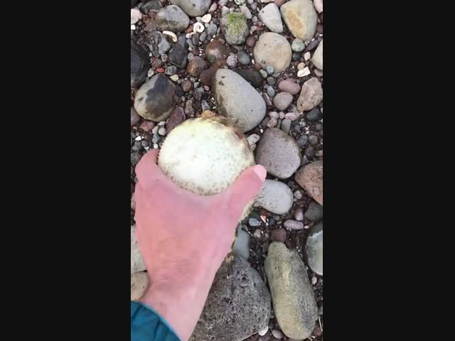 Человек спас рыбу-ежа, смытую на берег