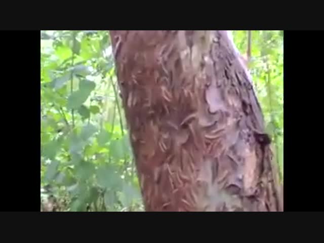 Зараженное дерево