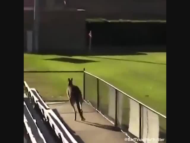 А как там в Австралии?