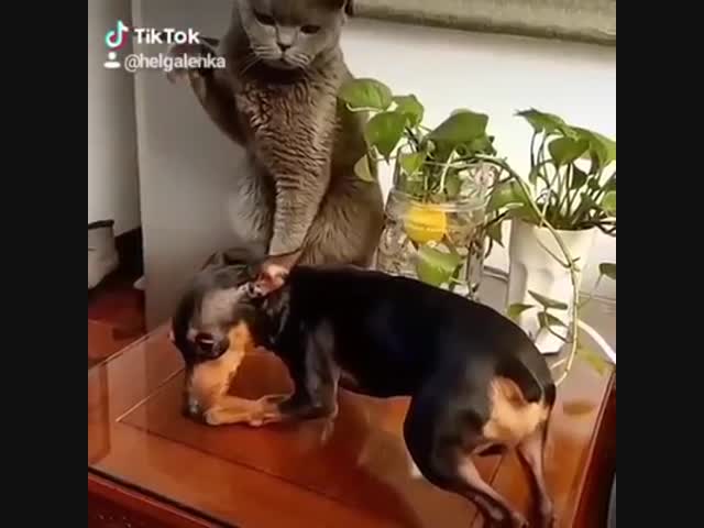 Кот-беспредельщик.