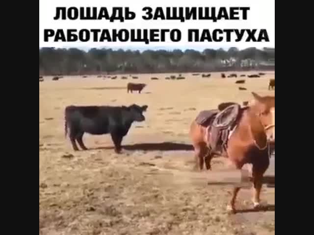 Лошадь-умница.