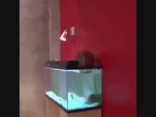 Кабзда рыбкам