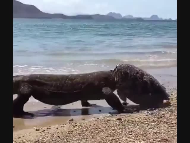 Комодский варан примерил новую шляпку