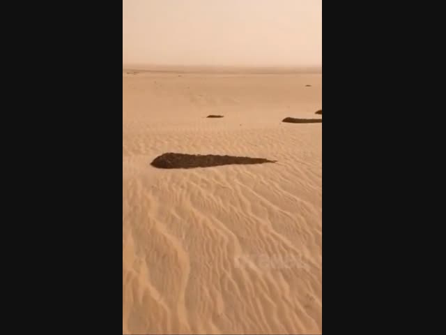Саранча в пустыне 