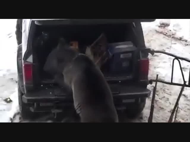 Медведь-алкоголик