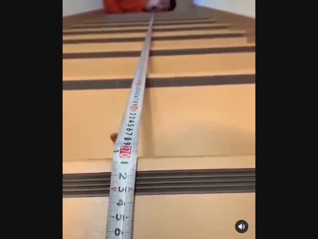 Лучшие друзья...