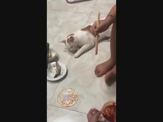 Терпеливый кот