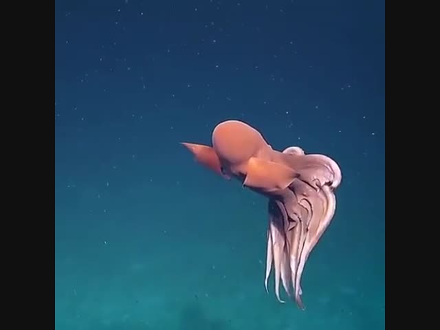 Глубоководный кальмар