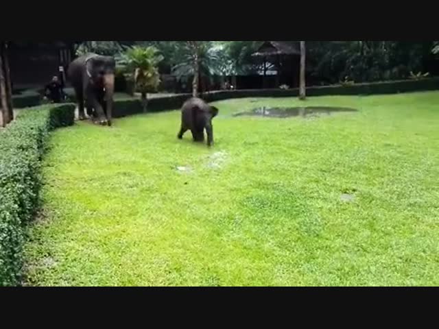 Слоны и смотритель зоопарка играют под дождём